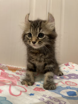 アメリカンカール♀　ベビー販売　仙台EBeanS店