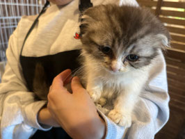 スコティッシュフォールド　ベビー販売　福島店