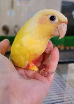 ウロコインコ　サンチーク　盛岡店　販売