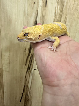 レオパードゲッコー　タンジェリントレンパーアルビノ　オス　栃木店　販売