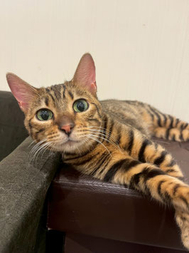 トイガー♀　仙台泉店販売