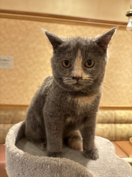 ブリティッシュショートヘア　ベビー販売　秋田イオン中央店