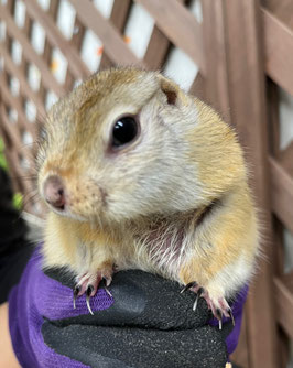 リチャードソンジリス　秋田アマノ店　販売