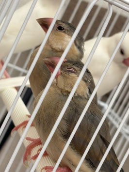 桜文鳥　仙台ズーモア店　販売