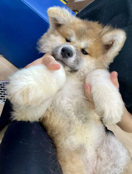 秋田犬　ベビー販売　　秋田アマノ店販売