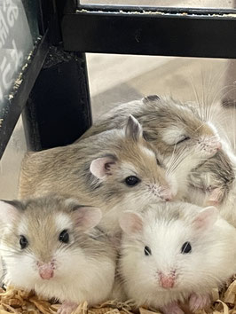 ロボロフスキーハムスター　仙台泉店　販売