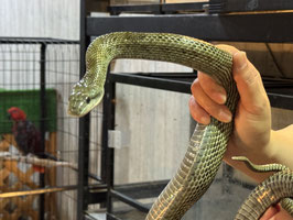 アオダイショウ　盛岡店販売