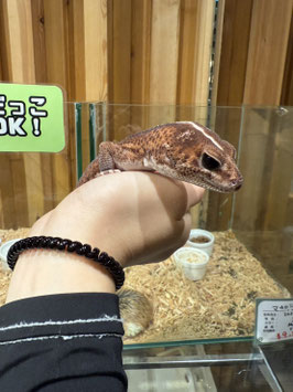 ニシアフリカトカゲモドキ　パタンレス　オス　仙台EBeanS店　販売