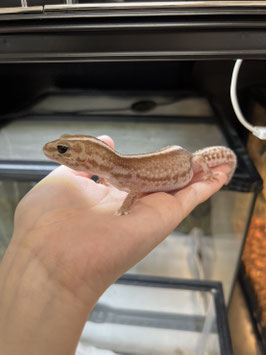 ニシアフリカトカゲモドキ　オレオパターンレスhetゴースト　メス　仙台ズーモア店　販売