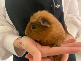 クレステッドモルモット②　オス　仙台泉店　販売