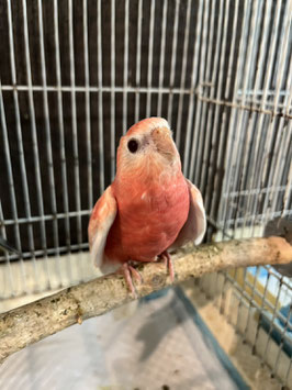アキクサインコ　ルビノー　仙台店　販売
