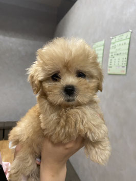 ハーフ犬　ベビー販売　八戸店