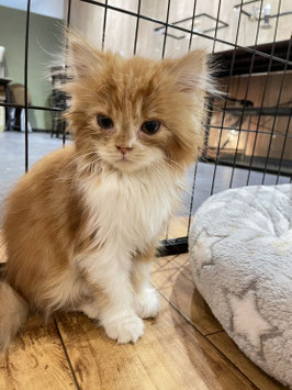 スコティッシュフォールド　ベビー販売　秋田店