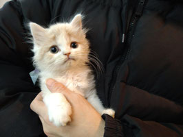 スコティッシュフォールド　ベビー販売　厨川店②