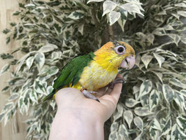 シロハラインコ　雛　栃木店　販売