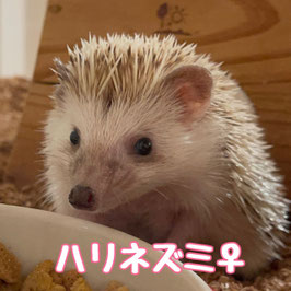 ハリネズミ　シナモン　メス　仙台EBeanS店　販売