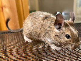 デグー　アグーチパイド　ベビー　仙台EBeanS店　販売