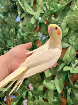 オカメインコ　ルチノー　秋田イオン中央店　販売