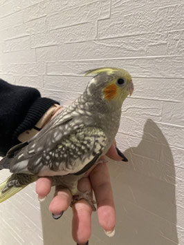 オカメインコ　パール　仙台泉店　販売