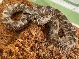 セイブシシバナヘビ　仙台EBeanS店販売