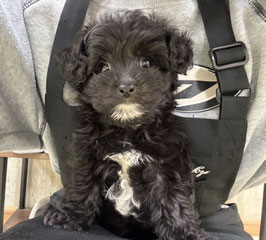 ハーフ犬　ベビー販売　新潟店