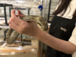 アオダイショウ　福島店　販売