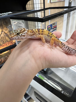 レオパードゲッコー　パターンレスアルビノhetエクリプス　仙台ズーモア店　販売