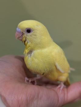 セキセイインコ⑤　盛岡店　販売