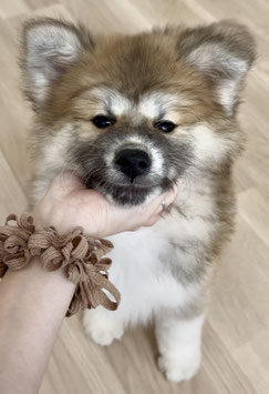 秋田犬　ベビー販売　　秋田アマノ店販売