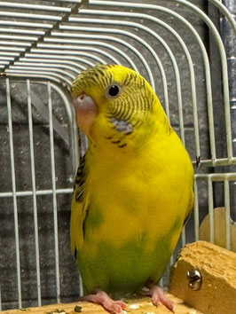 セキセイインコ　黄ハルクイン　仙台店　販売