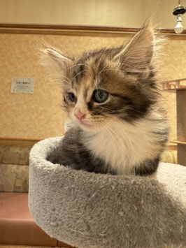 ノルウェージャン　ベビー販売　秋田中央店