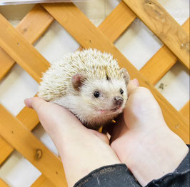 ハリネズミ　シナモン　八戸店販売