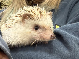 ハリネズミ　シナモン　栃木店　販売
