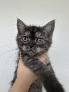 スコティッシュフォールド♂　厨川店販売