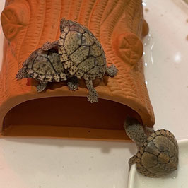 カブトニオイガメ　ベビー　仙台EBeanS店　販売