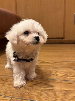 MIX犬　ベビー販売　秋田イオン中央店