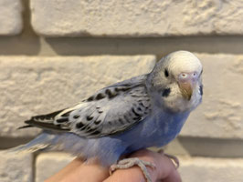 セキセイインコ①　福島店販売