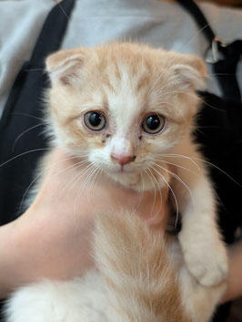 スコティッシュフォールド　ベビー販売　盛岡店