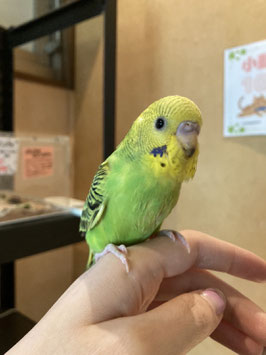 セキセイインコ　雛　福島店　販売