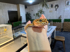 レオパードゲッコー　　盛岡店販売