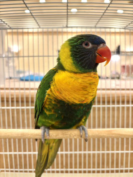 キムネゴシキセイガイインコ　秋田イオン中央店　販売