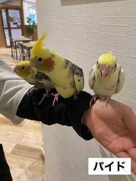 オカメインコ　パイド　雛　仙台泉店　販売