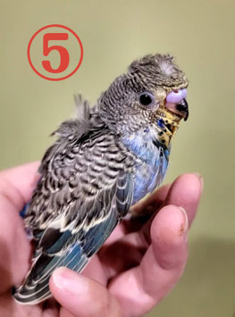 羽衣セキセイインコ⑤　盛岡店　販売