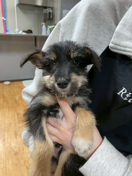 MIX犬　ベビー販売　八戸店