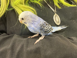 セキセイインコ　ブルーオパーリン　栃木店　販売