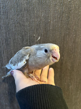 オカメインコ　シナモン　仙台店　販売