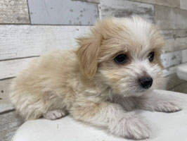 MIX犬　ベビー販売　栃木店