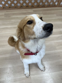 ハーフ犬　ベビー販売　秋田アマノ店