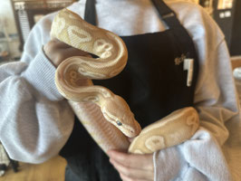 ボールパイソン　バナナバターグラナイト　オス　福島店　販売
