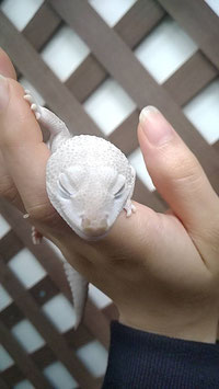 ニシアフリカトカゲモドキ　オス　秋田アマノ店　販売